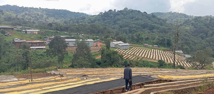 Ethiopia - Kebena Natural Decaf