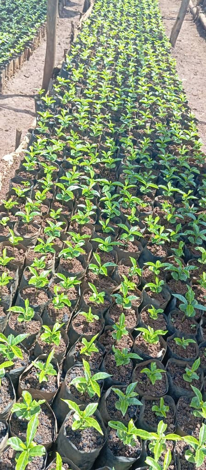 Ethiopia - Kebena Natural Decaf