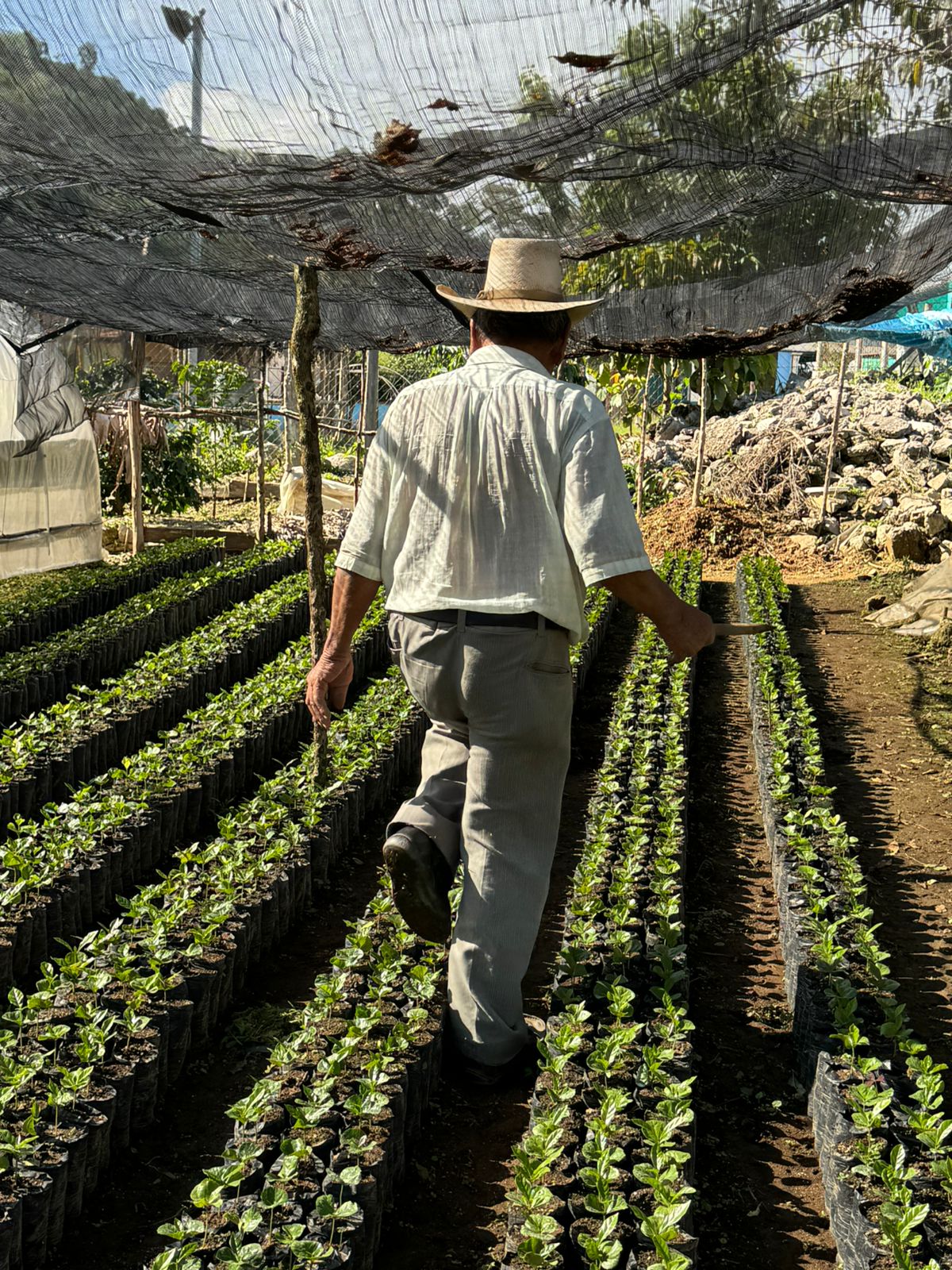 Honduras - Pedro Moreno's Gesha