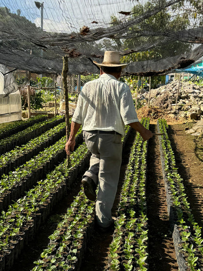 Honduras - Pedro Moreno's Gesha