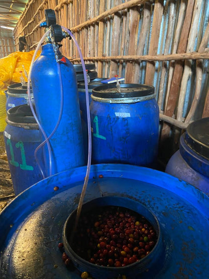 Ethiopia - Megadu "Cherry Ascension" Lot-H Carbonic Macerated Natural