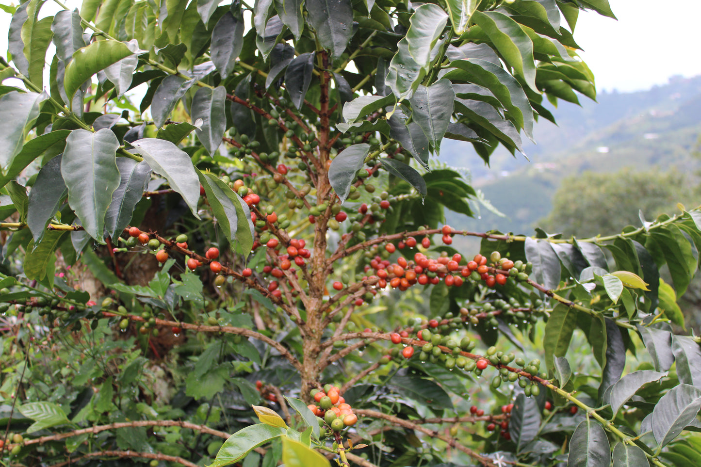 Colombia - Palestina Washed Decaf