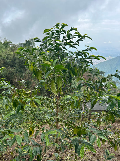 Peru - Las Etiopes Gesha Lot #14