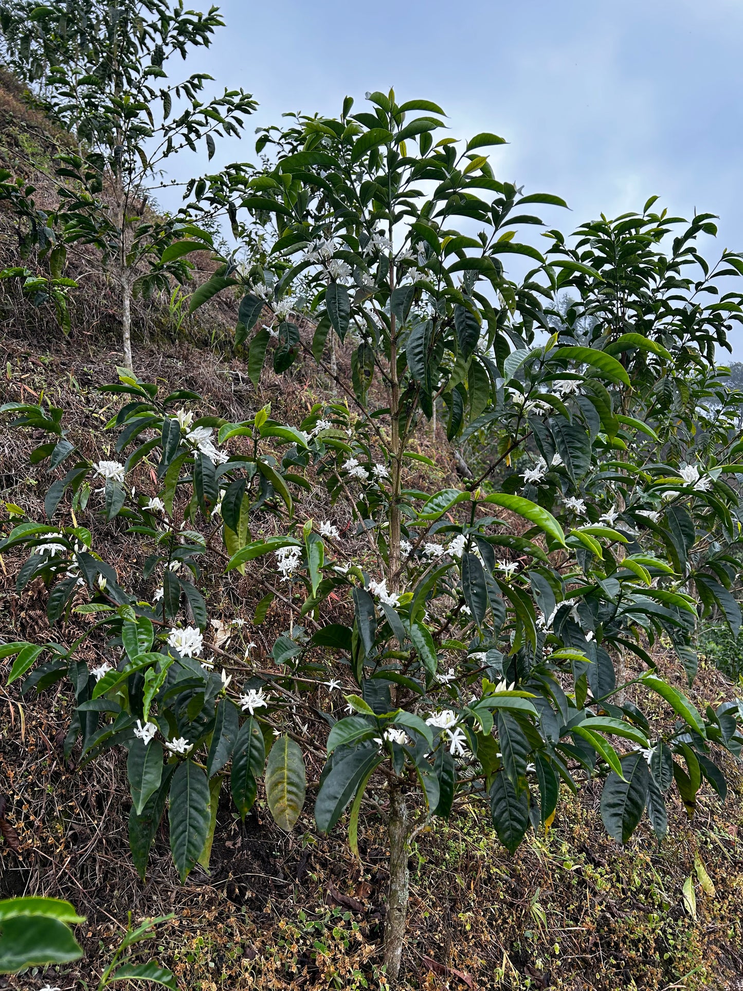 Peru - Las Etiopes Ethiopian "Heirloom" FW Lot #33