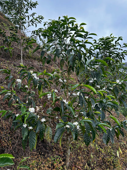 Peru - Las Etiopes Ethiopian "Heirloom" FW Lot #33