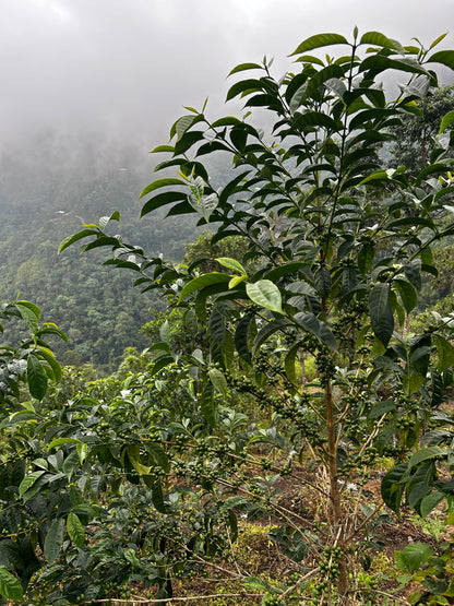 Peru - Las Etiopes Gesha Lot #14