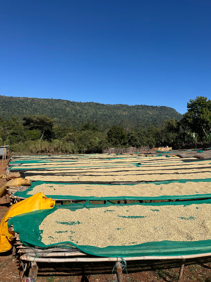 Ethiopia - Worka Chelbesa FW [25/26]