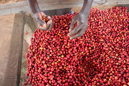 Burundi - Kibingo 'Intenso' Natural Espresso 25/26