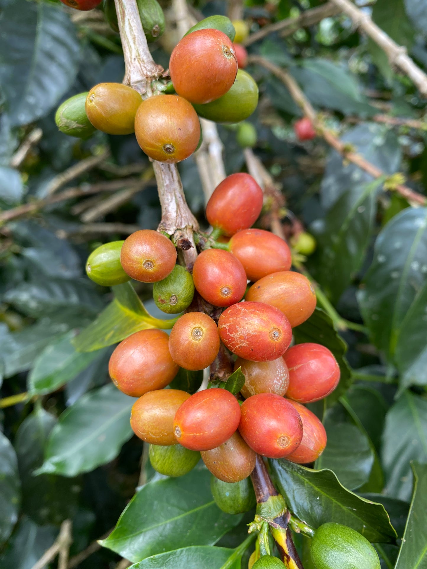 Colombia - Yulieth Mora's Ají