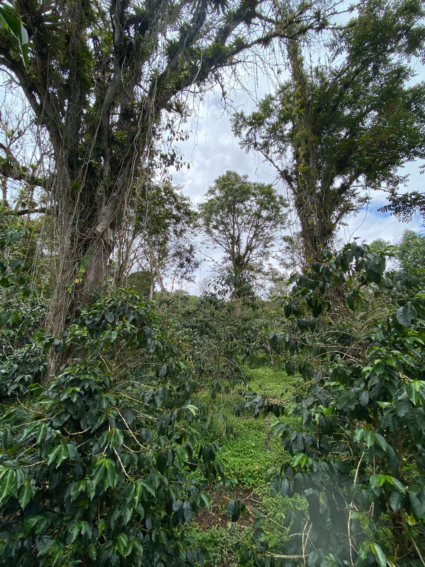 Colombia - Yulieth Mora's Ají