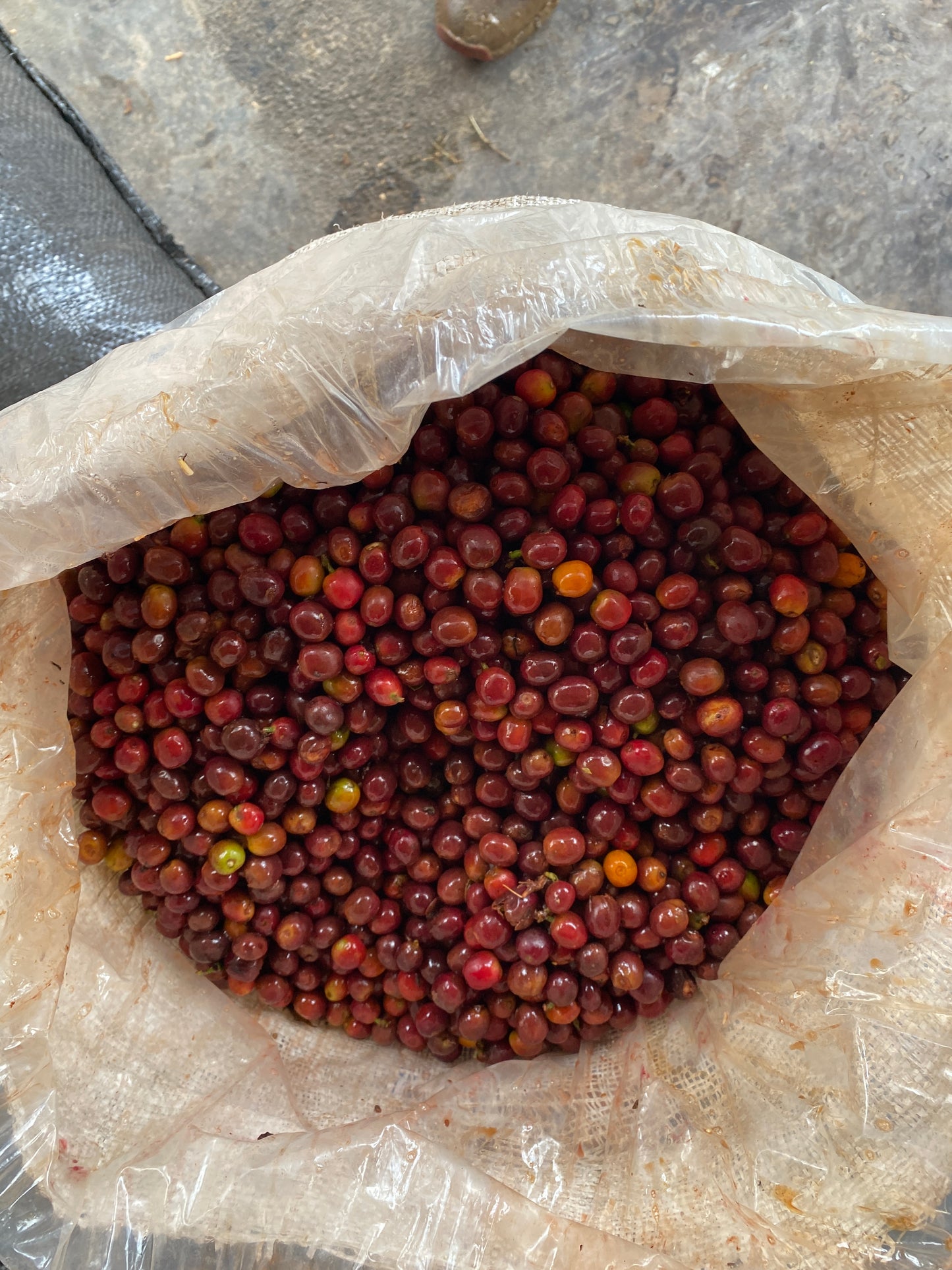 Colombia - Yulieth Mora's Ombligon [Fly Crop]