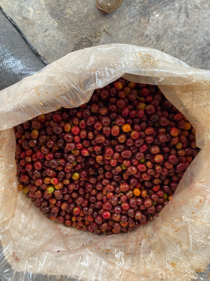 Colombia - Yulieth Mora's Ombligon [Fly Crop]