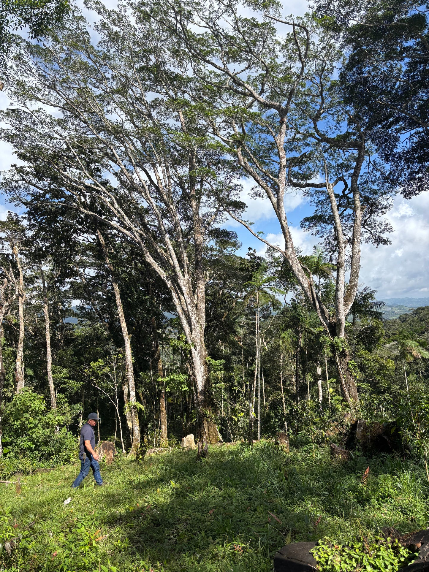 Scenery × siopTEC: Panama - Hachi "Gyaku" Gesha #184