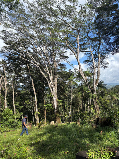 Scenery × siopTEC: Panama - Hachi "Gyaku" Gesha #184