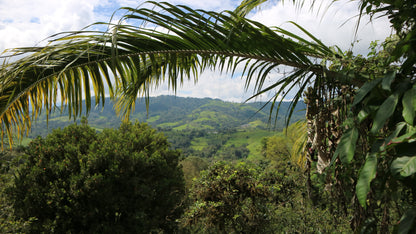 Ecuador - El Rocío Sidra