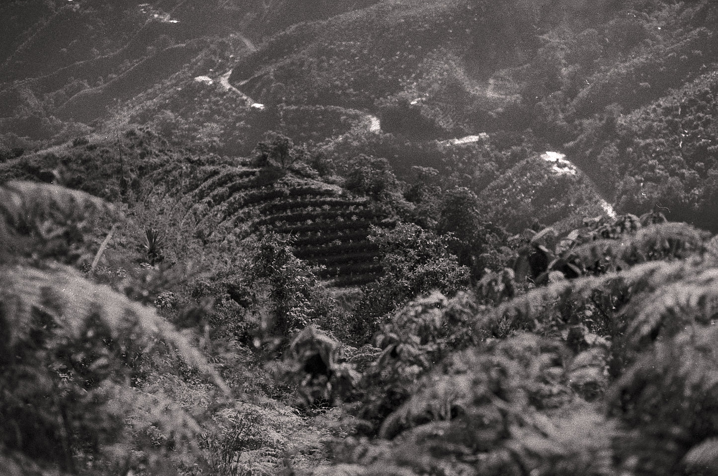 Colombia - Herbert Peñaloza's 575 Gesha