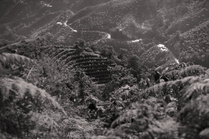 Colombia - Herbert Peñaloza's 575 Gesha