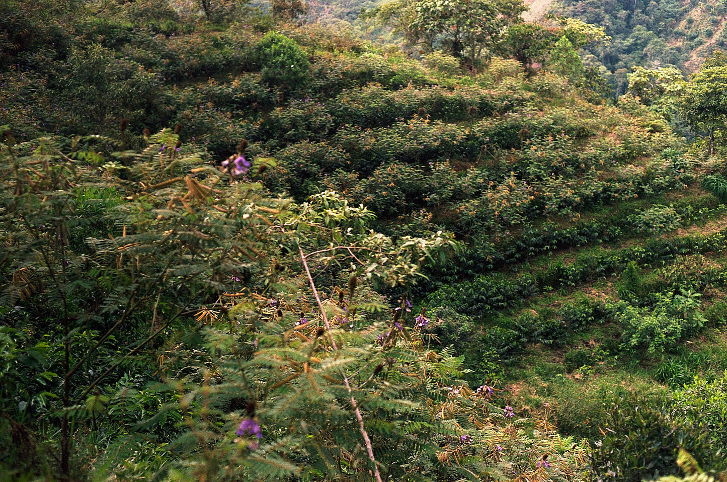 Colombia - Herbert Peñaloza's 575 Gesha