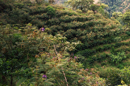 Colombia - Herbert Peñaloza's 575 Gesha