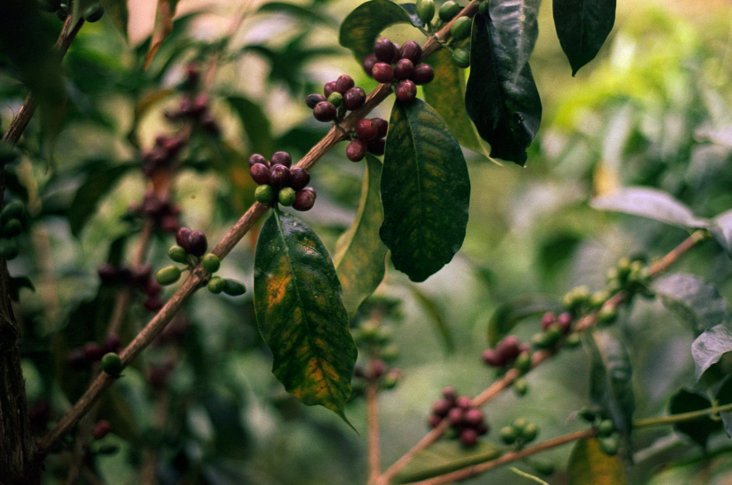 Colombia - Herbert Peñaloza's 575 Gesha