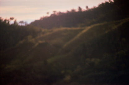 Colombia - Herbert Peñaloza's 575 Gesha