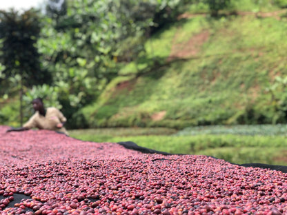 Burundi - Izuba Mugoyi Natural [25/26]