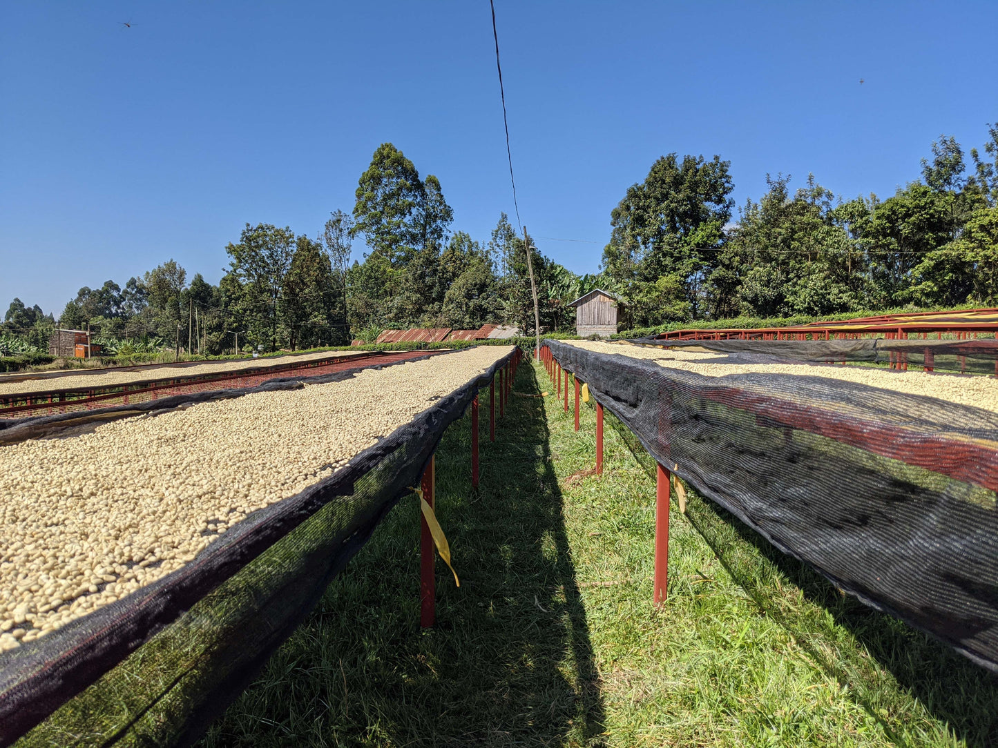 Kenya - Wamuguma AA Espresso