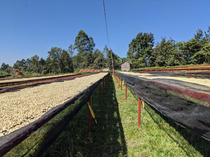 Kenya - Wamuguma AA Espresso