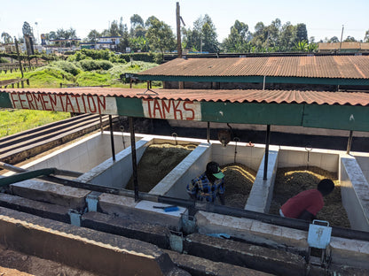 Kenya - Wamuguma AA Espresso