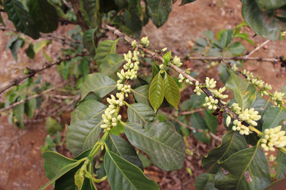 Kenya - Gatomboya AA [24/25]