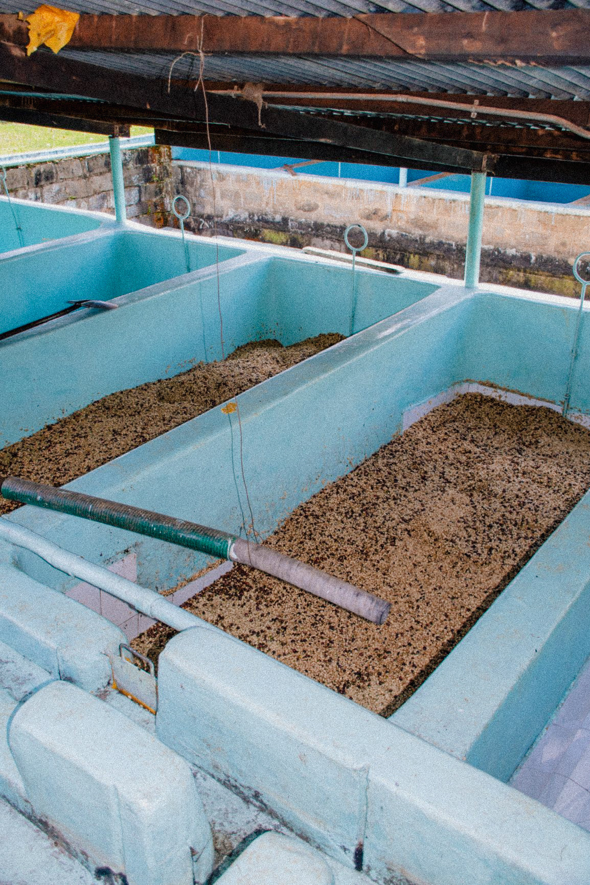 Kenya - Gatomboya AA [24/25]