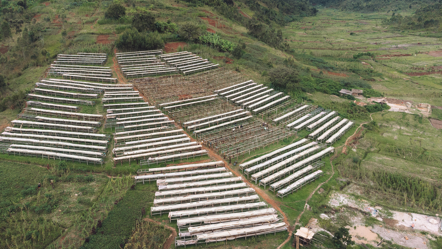 Burundi - Giku Hill Natural [Auction Lot]