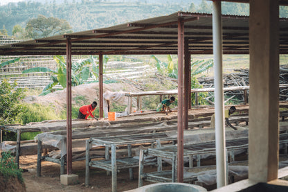 Burundi - Giku Hill Natural [Auction Lot]