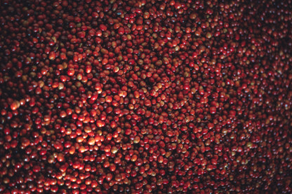 Burundi - Giku Hill Natural [Auction Lot]