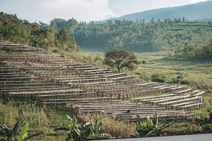 Burundi - Giku Hill Natural [Auction Lot]