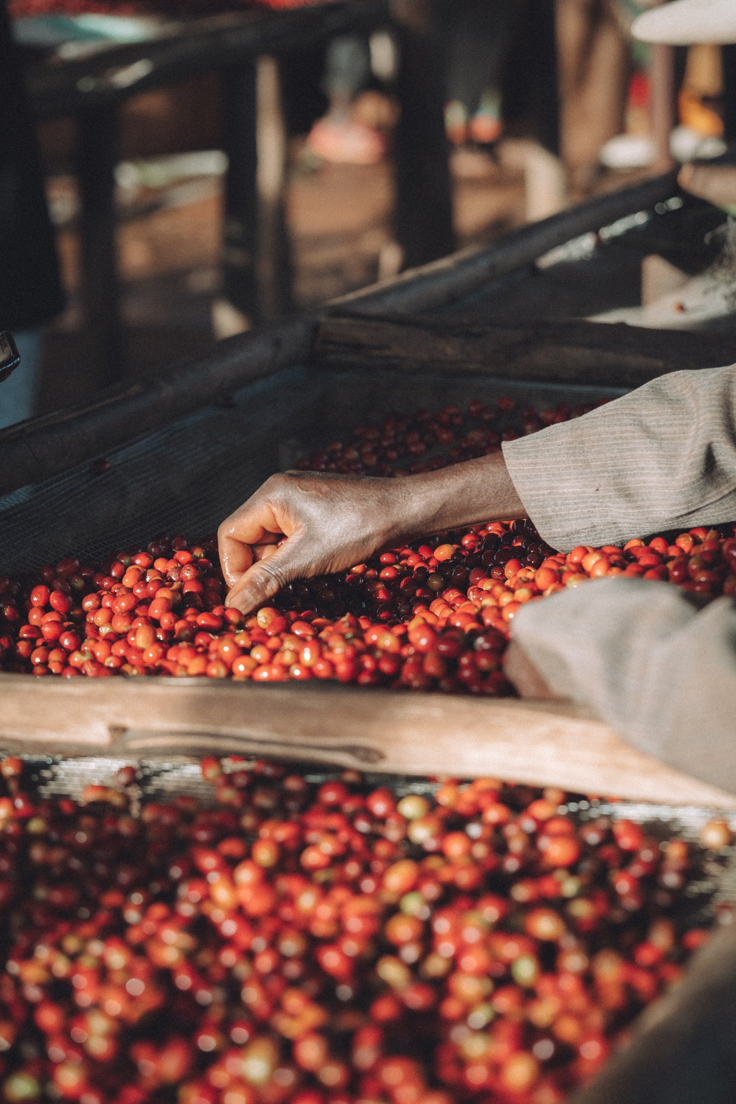 Burundi - Giku Hill Natural [Auction Lot]