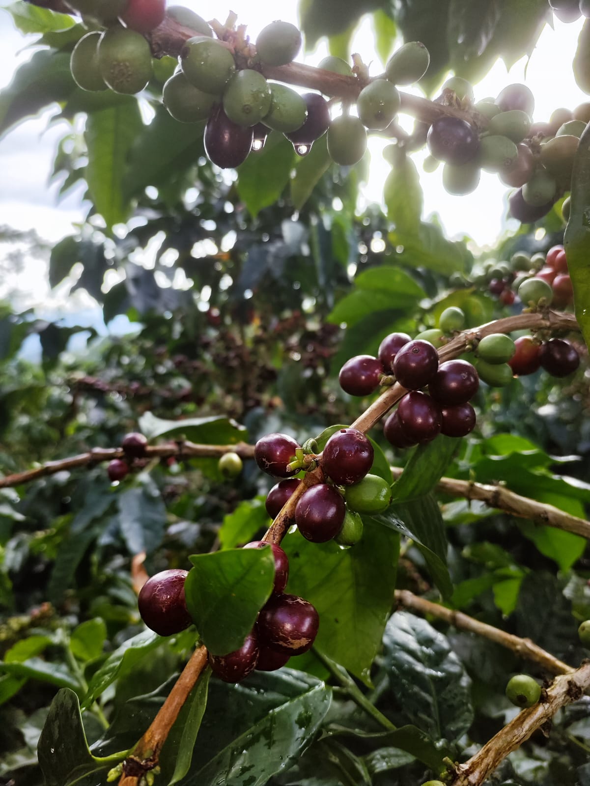 Colombia - Quebraditas SL-28 Advanced Natural