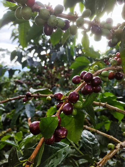 Colombia - Quebraditas SL-28 Advanced Natural