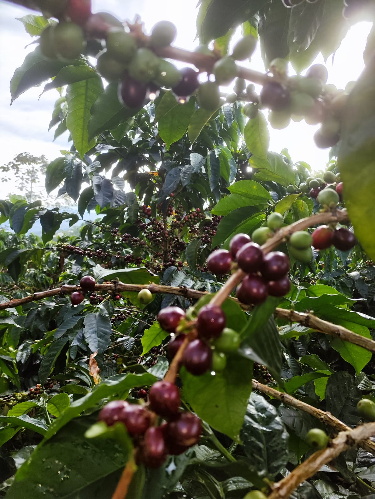 Colombia - Quebraditas SL-28 Advanced Natural