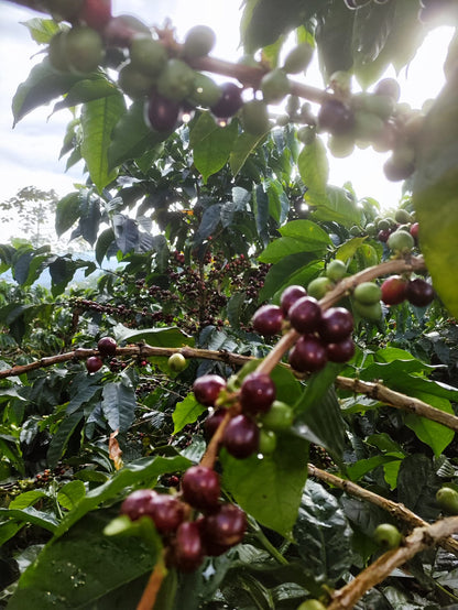 Colombia - Quebraditas SL-28 Advanced Natural