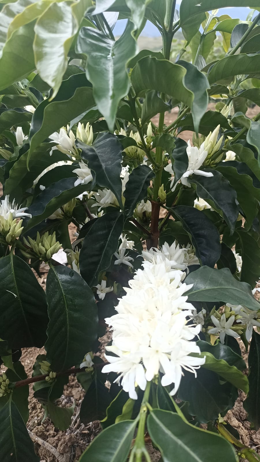 Colombia - Quebraditas Gesha Thermal Shock Washed [25/26]