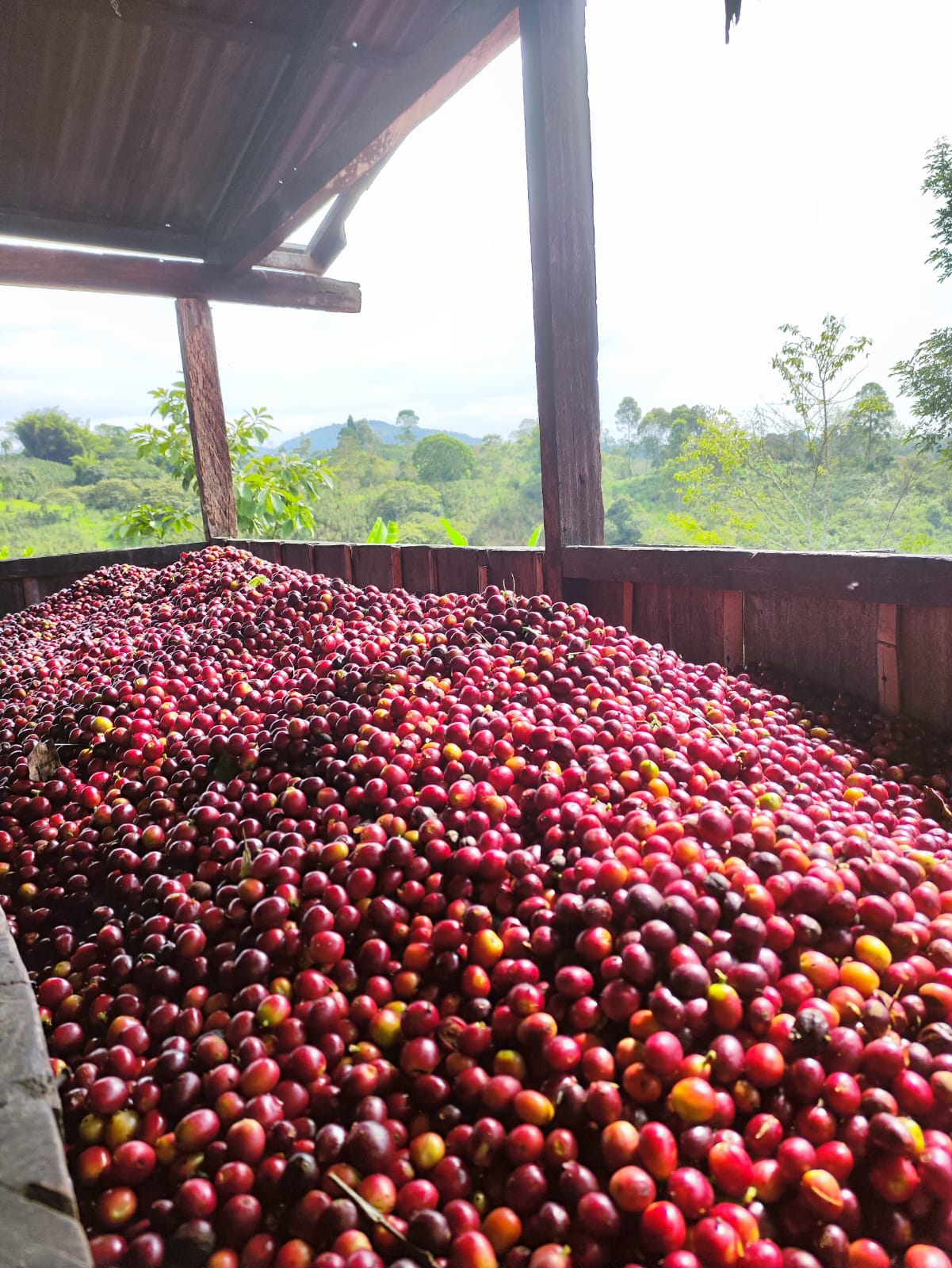 Colombia - Quebraditas Sidra