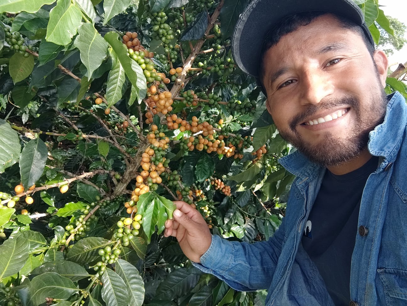 Colombia - Quebraditas Sidra