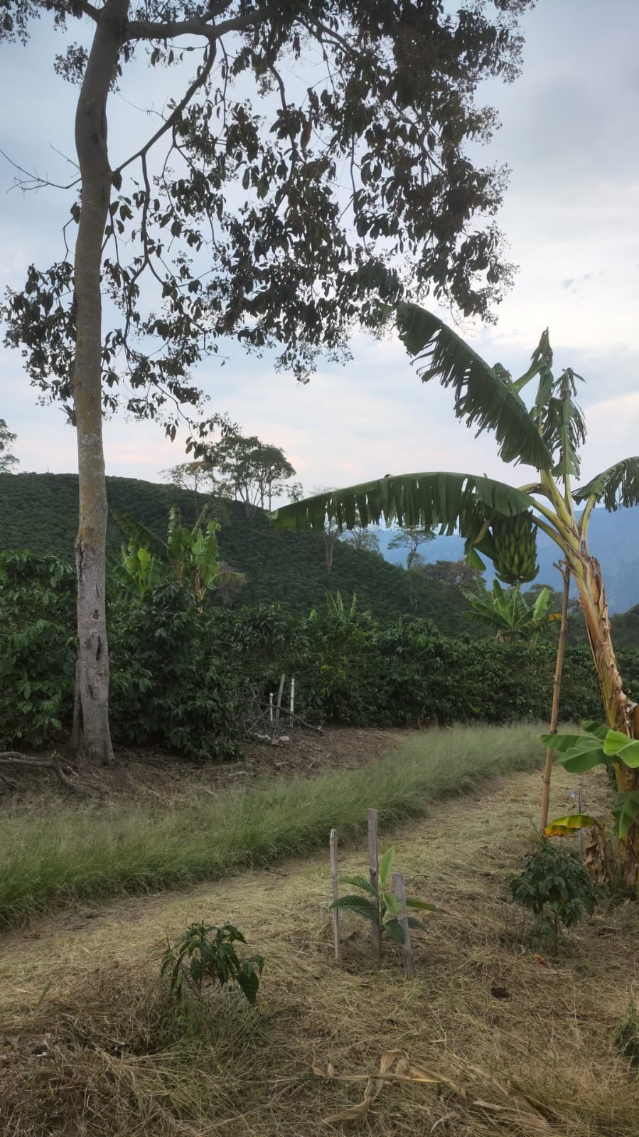 Colombia - Quebraditas Sidra