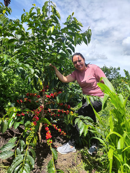 Colombia - Quebraditas SL-28 Advanced Natural