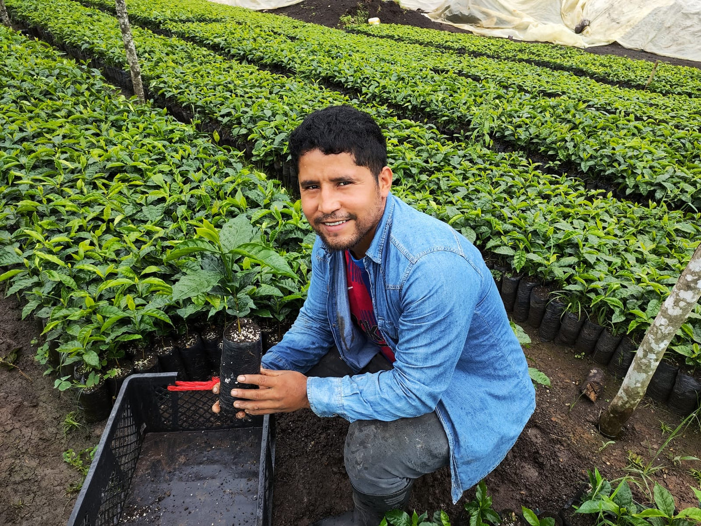 Colombia - Quebraditas Gesha Thermal Shock Washed [25/26]