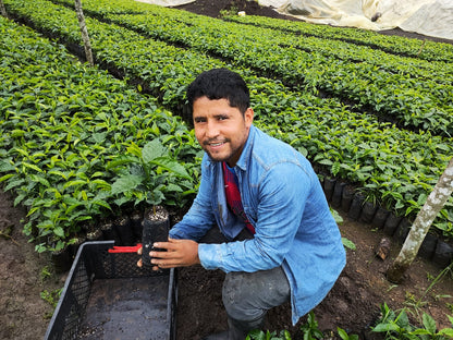 Colombia - Quebraditas Gesha Thermal Shock Washed [25/26]