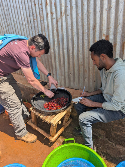Ethiopia - Megadu Lacto Natural - Lot D [25/26]