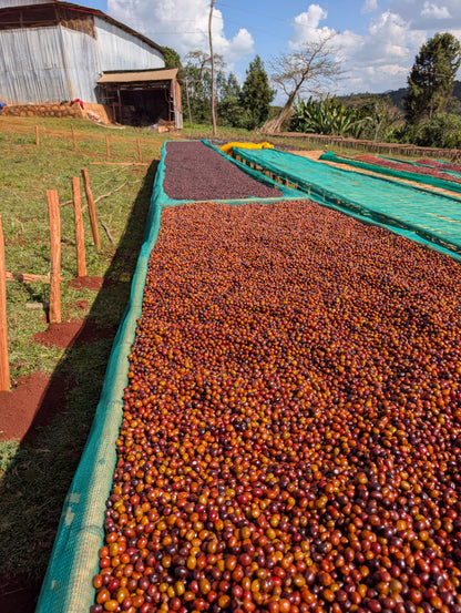 Ethiopia - Megadu "Static Cherry" Anoxic Natural [25/26]