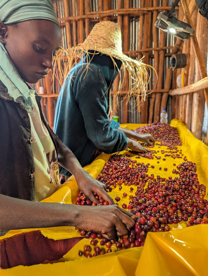 Ethiopia - Megadu "Cherry Ascension" Lot-H Carbonic Macerated Natural
